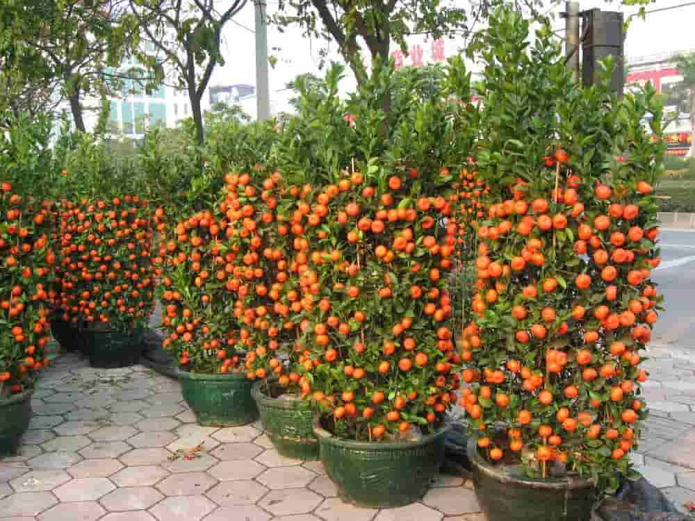 قیمت خرید نارنج مینیاتوری + فروش ویژه